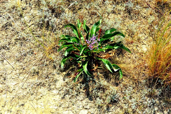 Paisagem Típica Nas Florestas Transilvânia Roménia Paisagem Verde Meio Verão — Fotografia de Stock