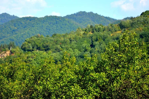 Типичный Пейзаж Лесах Трансильвании Румыния Зеленый Пейзаж Осенью Солнечный День — стоковое фото