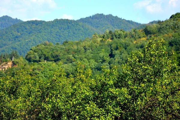 Paisaje Típico Los Bosques Transilvania Rumania Paisaje Verde Otoño Día —  Fotos de Stock