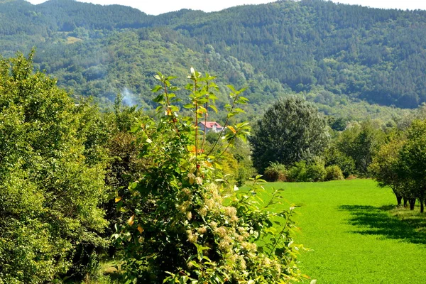 Typiskt Landskap Skogarna Transsylvanien Rumänien Grönt Landskap Hösten Solig Dag — Stockfoto