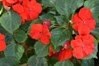 Yaz ortası, güneşli bir gün Bahçe en güzel çiçekler. Yeşil manzara