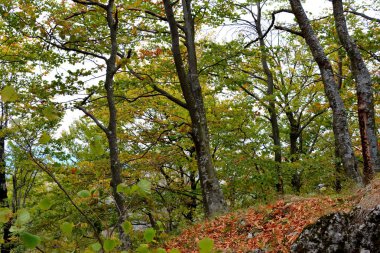 Romanya 'nın Transilvanya ormanlarındaki tipik manzara. Yazın ortasında, güneşli bir günde yeşil bir manzara.