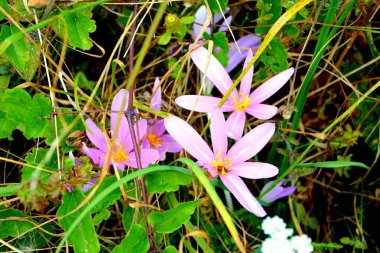 Romanya 'nın Transilvanya, Codlea kentindeki Cetatea Neagra ortaçağ kalesine giden yol. Güzel sonbahar manzarası. Ormanın yeşil manzarası.