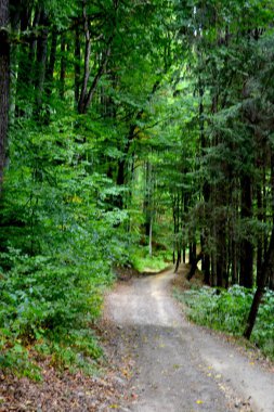 Romanya 'nın Transilvanya, Codlea kentindeki Cetatea Neagra ortaçağ kalesine giden yol. Güzel sonbahar manzarası. Ormanın yeşil manzarası.