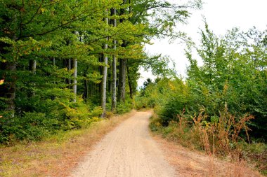 Romanya 'nın Transilvanya, Codlea kentindeki Cetatea Neagra ortaçağ kalesine giden yol. Güzel sonbahar manzarası. Ormanın yeşil manzarası.