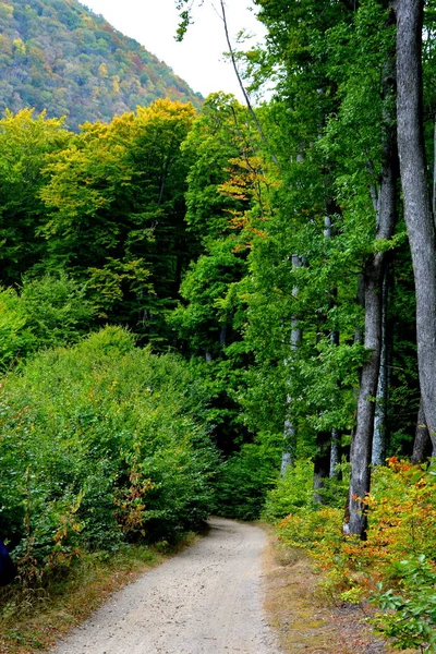 Gebiet Der Stadt Predeal Siebenbürgen Rumänien Typische Ländliche Landschaft Der — Stockfoto