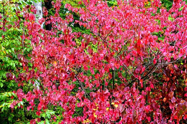 Дорога Средневековой Крепости Cetatea Neagra Codlea Трансильвания Румыния Красивый Осенний — стоковое фото