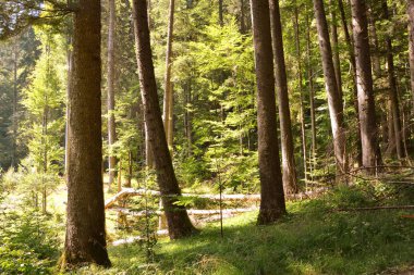 Romanya 'nın Transilvanya, Codlea kentindeki Cetatea Neagra ortaçağ kalesine giden yol. Güzel sonbahar manzarası. Ormanın yeşil manzarası.