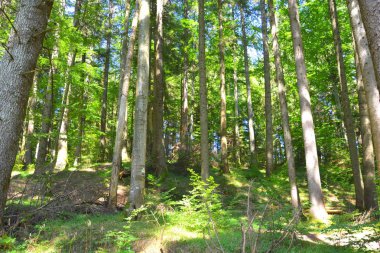 Romanya 'nın Transilvanya, Codlea kentindeki Cetatea Neagra ortaçağ kalesine giden yol. Güzel sonbahar manzarası. Ormanın yeşil manzarası.