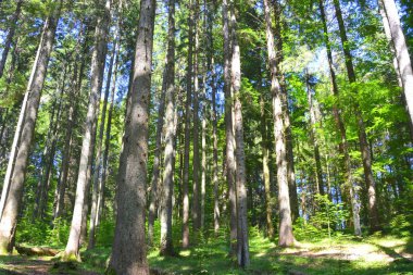Romanya 'nın Transilvanya, Codlea kentindeki Cetatea Neagra ortaçağ kalesine giden yol. Güzel sonbahar manzarası. Ormanın yeşil manzarası.
