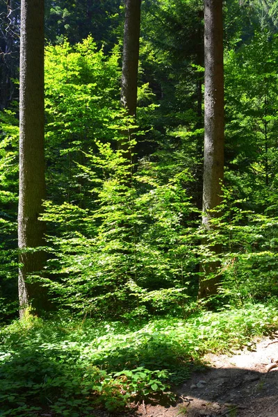 Romanya Nın Transilvanya Codlea Kentindeki Cetatea Neagra Ortaçağ Kalesine Giden — Stok fotoğraf