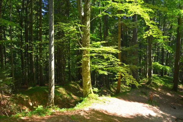 Route Vers Forteresse Médiévale Cetatea Neagra Codlea Transylvanie Roumanie Beau — Photo