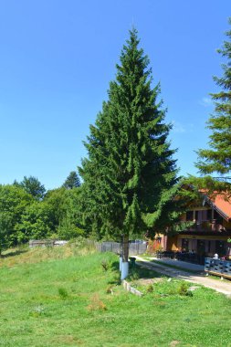 Predeal, Transilvanya, Romanya bölgesi. Romanya 'nın Transilvanya ovalarındaki tipik kırsal alan. Sonbaharda yeşil manzara, güneşli bir günde