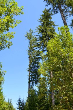 Sonbahar renk, tırmanma bitkiler, liana, Ivy. Transilvanya, Romanya ovalarında tipik kırsal manzara. 