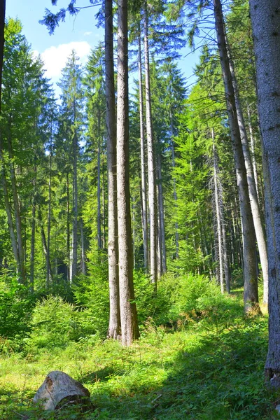 등나무 Transylvania 루마니아의 평원에서 전형적인 — 스톡 사진