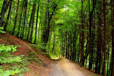 Sonbahar renk, tırmanma bitkiler, liana, Ivy. Transilvanya, Romanya ovalarında tipik kırsal manzara. 