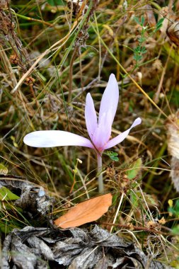 Sonbahar renk, tırmanma bitkiler, liana, Ivy. Transilvanya, Romanya ovalarında tipik kırsal manzara. 