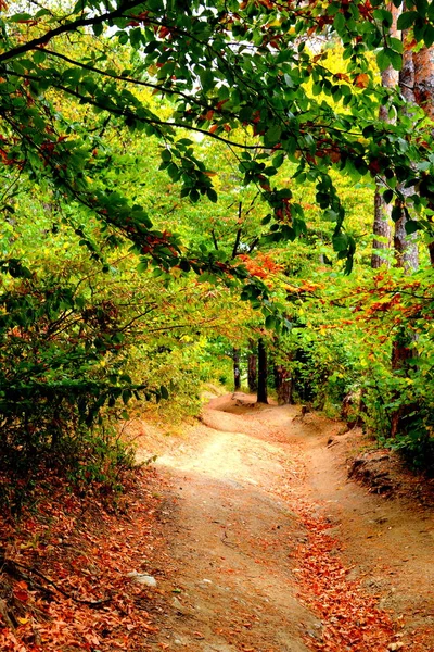Jesienią Kolor Wspinaczki Rośliny Liana Bluszcz Wiejski Krajobraz Równiny Regionie — Zdjęcie stockowe