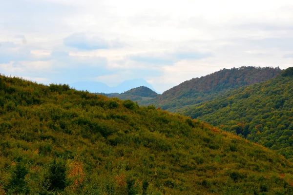 Cor Outono Plantas Escalada Liana Hera Paisagem Rural Típica Nas — Fotografia de Stock