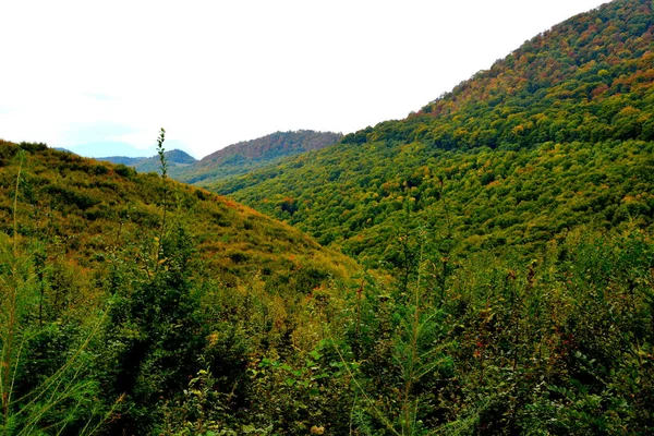 Sonbahar Renk Tırmanma Bitkiler Liana Ivy Transilvanya Romanya Ovalarında Tipik — Stok fotoğraf