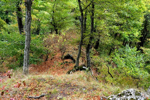 Sonbahar renk, tırmanma bitkiler, liana, Ivy. Transilvanya, Romanya ovalarında tipik kırsal manzara. 