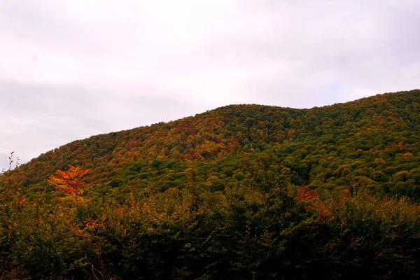 Colore Autunno Piante Rampicanti Liana Edera Tipico Paesaggio Rurale Nelle — Foto Stock