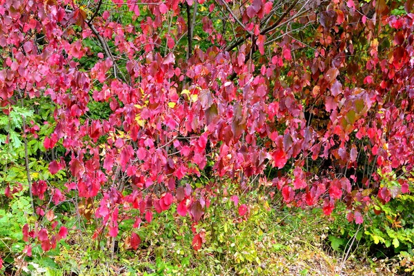Herfst Kleur Klimmen Planten Lianen Klimop Typisch Landelijke Landschap Vlaktes — Stockfoto