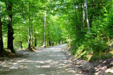 Sonbahar renk, tırmanma bitkiler, liana, Ivy. Transilvanya, Romanya ovalarında tipik kırsal manzara. 