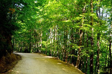 Sonbahar renk, tırmanma bitkiler, liana, Ivy. Transilvanya, Romanya ovalarında tipik kırsal manzara. 