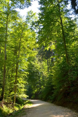 Romanya 'nın Transilvanya ormanlarındaki tipik manzara. Yazın ortasında, güneşli bir günde yeşil bir manzara.