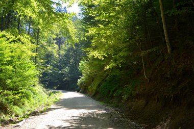 Romanya 'nın Transilvanya ormanlarındaki tipik manzara. Yazın ortasında, güneşli bir günde yeşil bir manzara.