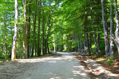 Romanya 'nın Transilvanya ormanlarındaki tipik manzara. Yazın ortasında, güneşli bir günde yeşil bir manzara.