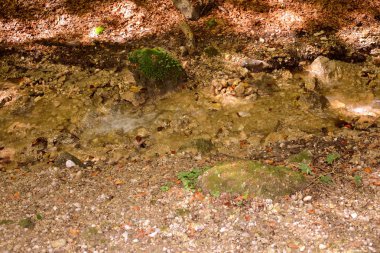 Romanya 'nın Transilvanya ormanlarındaki tipik manzara. Yazın ortasında, güneşli bir günde yeşil bir manzara.