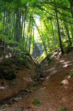 Romanya 'nın Transilvanya ormanlarındaki tipik manzara. Yazın ortasında, güneşli bir günde yeşil bir manzara.