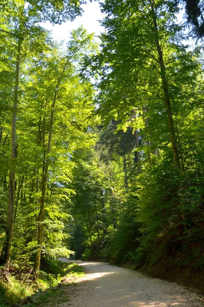 Romanya 'nın Transilvanya ormanlarındaki tipik manzara. Yazın ortasında, güneşli bir günde yeşil bir manzara.