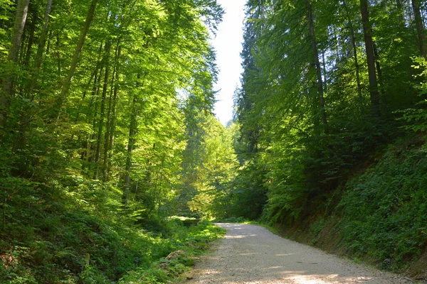 Paisagem Típica Nas Florestas Transilvânia Roménia Paisagem Verde Meio Verão — Fotografia de Stock