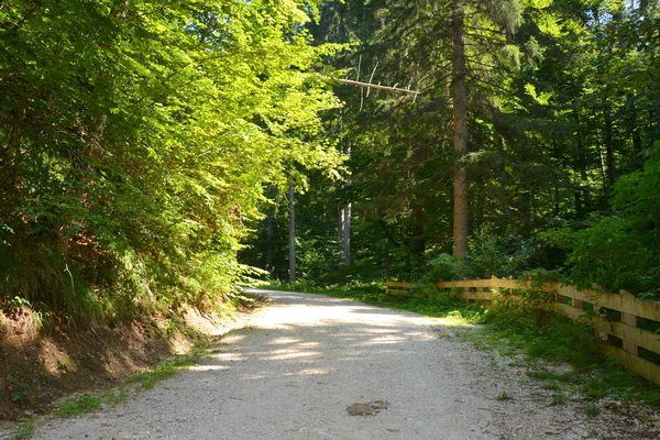 Typical landscape in the forests of Transylvania, Romania. Green landscape in the midsummer, in a sunny day