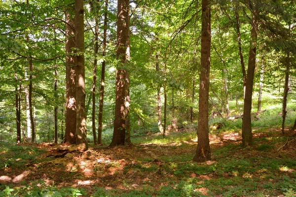 Τυπικό Τοπίο Στα Δάση Της Τρανσυλβανίας Ρουμανία Πράσινο Τοπίο Στα — Φωτογραφία Αρχείου