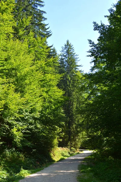 Типичный Пейзаж Лесах Трансильвании Румыния Зеленый Пейзаж Середине Лета Солнечный — стоковое фото