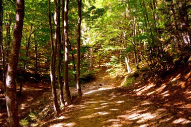 Romanya 'nın Transilvanya ormanlarındaki tipik manzara. Yazın ortasında, güneşli bir günde yeşil bir manzara.