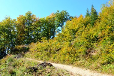 Romanya 'nın Transilvanya ormanlarındaki tipik manzara. Yazın ortasında, güneşli bir günde yeşil bir manzara.