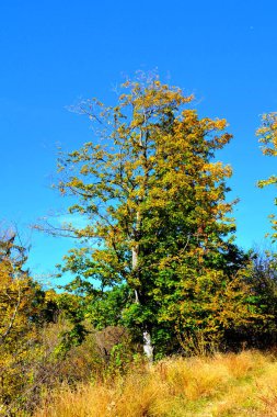 Romanya 'nın Transilvanya ormanlarındaki tipik manzara. Yazın ortasında, güneşli bir günde yeşil bir manzara.