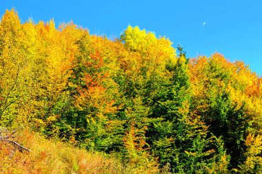 Romanya 'nın Transilvanya ormanlarındaki tipik manzara. Yazın ortasında, güneşli bir günde yeşil bir manzara.