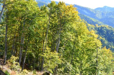 Romanya 'nın Transilvanya ormanlarındaki tipik manzara. Yazın ortasında, güneşli bir günde yeşil bir manzara.