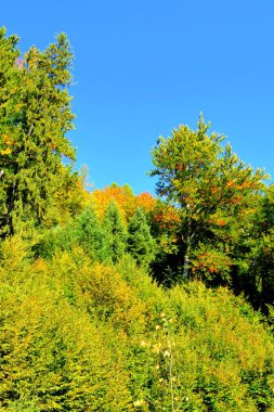 Romanya 'nın Transilvanya ormanlarındaki tipik manzara. Yazın ortasında, güneşli bir günde yeşil bir manzara.