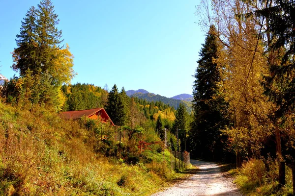 Typische Landschaft Den Wäldern Siebenbürgens Rumänien Grüne Landschaft Hochsommer Einem — Stockfoto