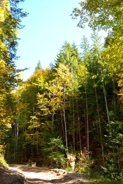 Typická Krajina Lesích Transylvánie Rumunsko Zelená Krajina Uprostřed Léta Slunečného — Stock fotografie