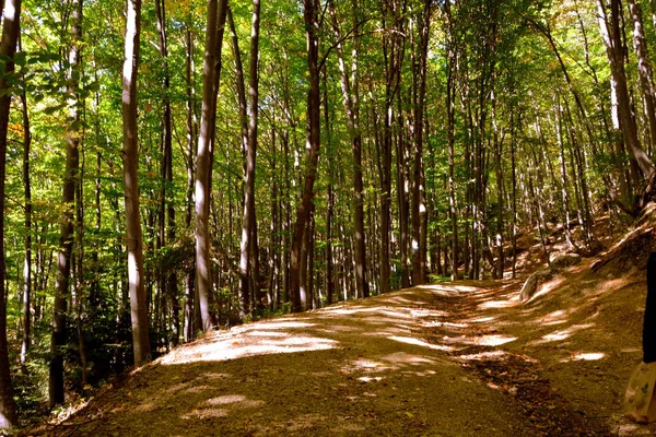 Typisch Landschap Bossen Van Transsylvanië Roemenië Groene Landschap Het Midden — Stockfoto