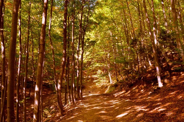 Paisaje Típico Los Bosques Transilvania Rumania Paisaje Verde Pleno Verano — Foto de Stock