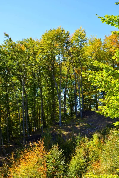 Typical landscape in the forests of Transylvania, Romania. Green landscape in the midsummer, in a sunny day